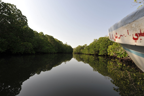 La mangrove de Godoria - 115.9 ko