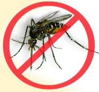 Stop dengue - 15.1&nbsp;ko
